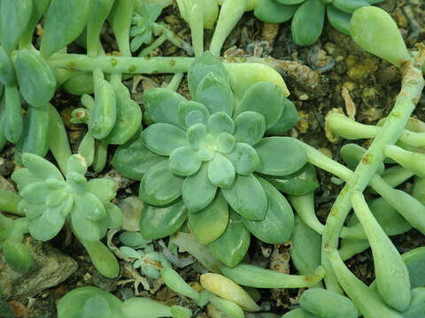 Image de Sedum clavatum R. T. Clausen