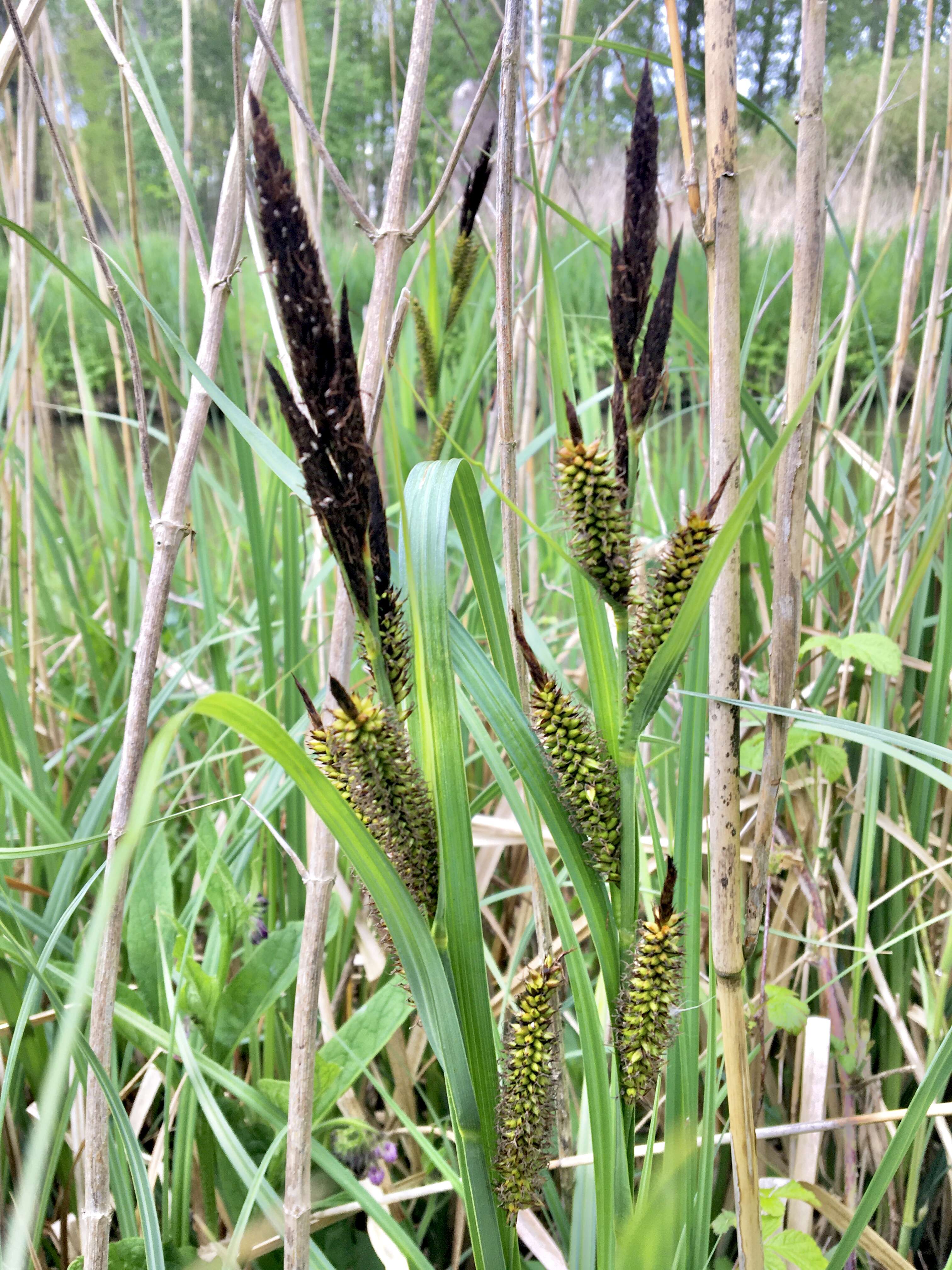 Image of Greater Pond-Sedge