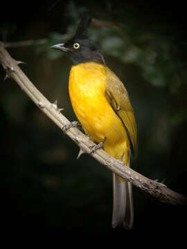 Image of Black-crested Bulbul