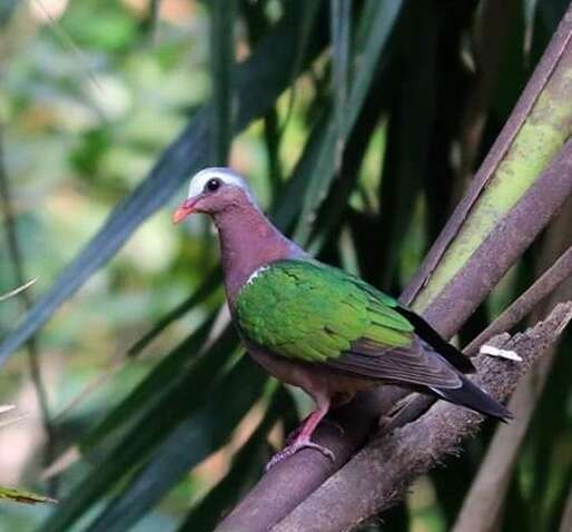 Image of Common Emerald Dove