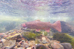 Image of Oncorhynchus clarkii bouvieri