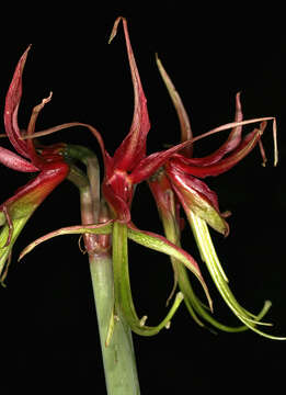 Image of Hippeastrum cybister (Herb.) Benth. ex Baker