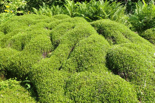 Image of sprawling wirevine