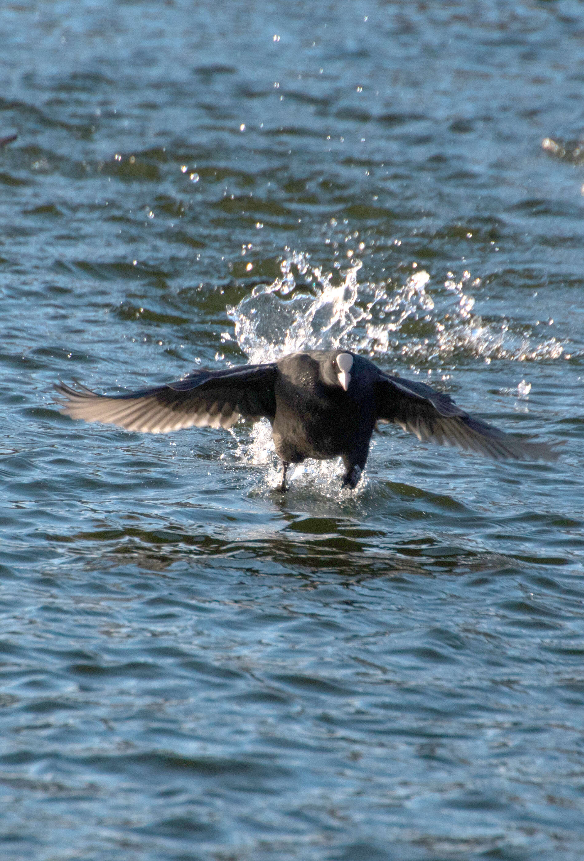 Image of Common Coot