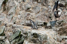 Image of Peruvian Pelican