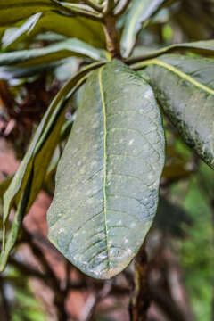 Image of Rhododendron grande Wight