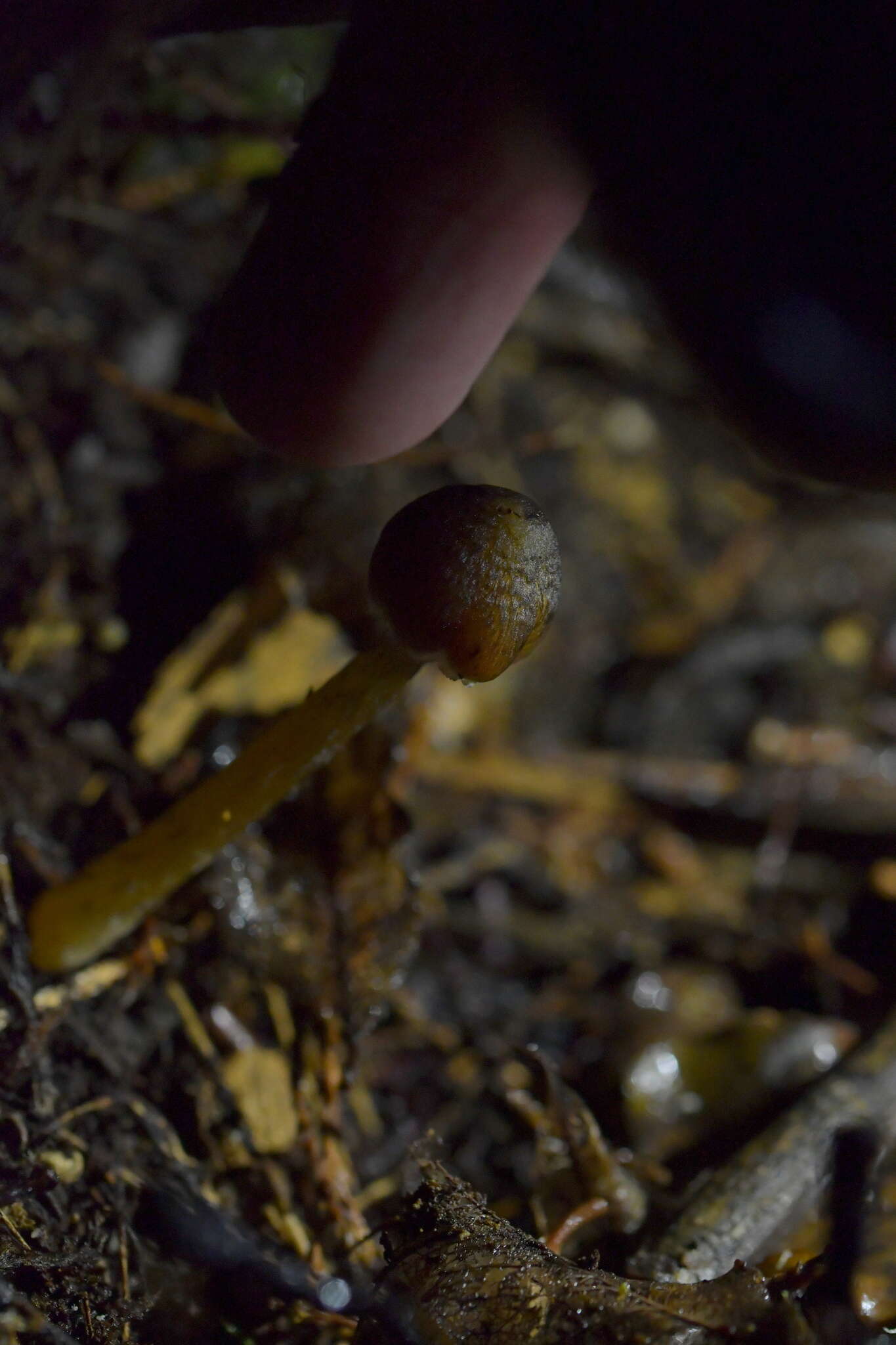 Image de Hygrocybe astatogala R. Heim ex Heinem. 1963