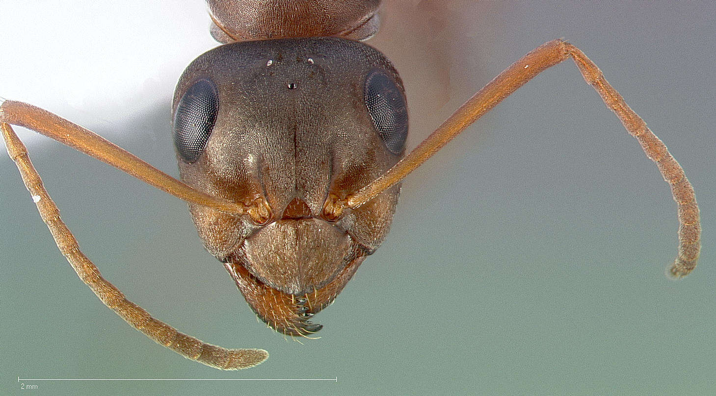 Слика од Formica gnava Buckley 1866