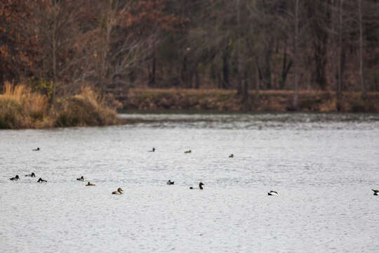 Image of Canvasback