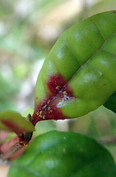 Image of Bubble leaf