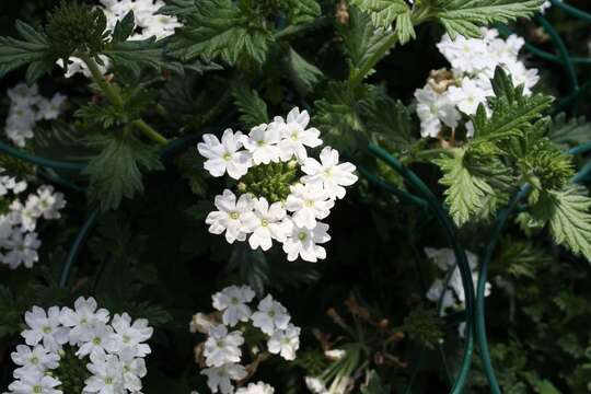 Image of Dakota mock vervain