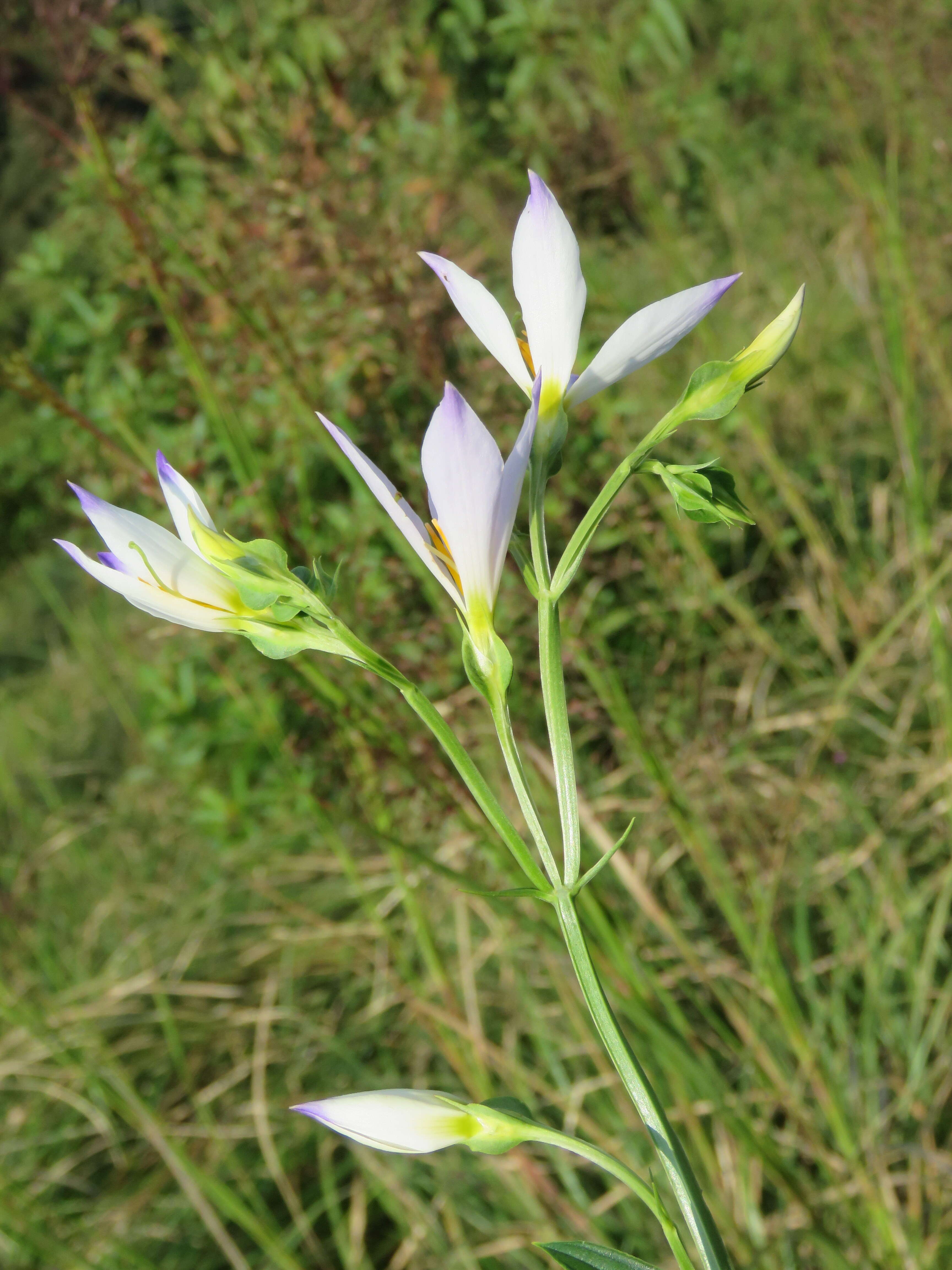 Image of Exacum tetragonum Roxb.