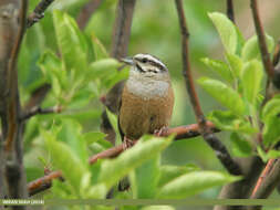 Image of European Rock Bunting