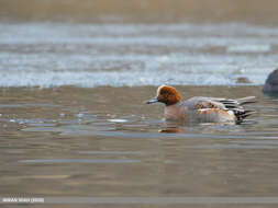 Image of Eurasian Wigeon