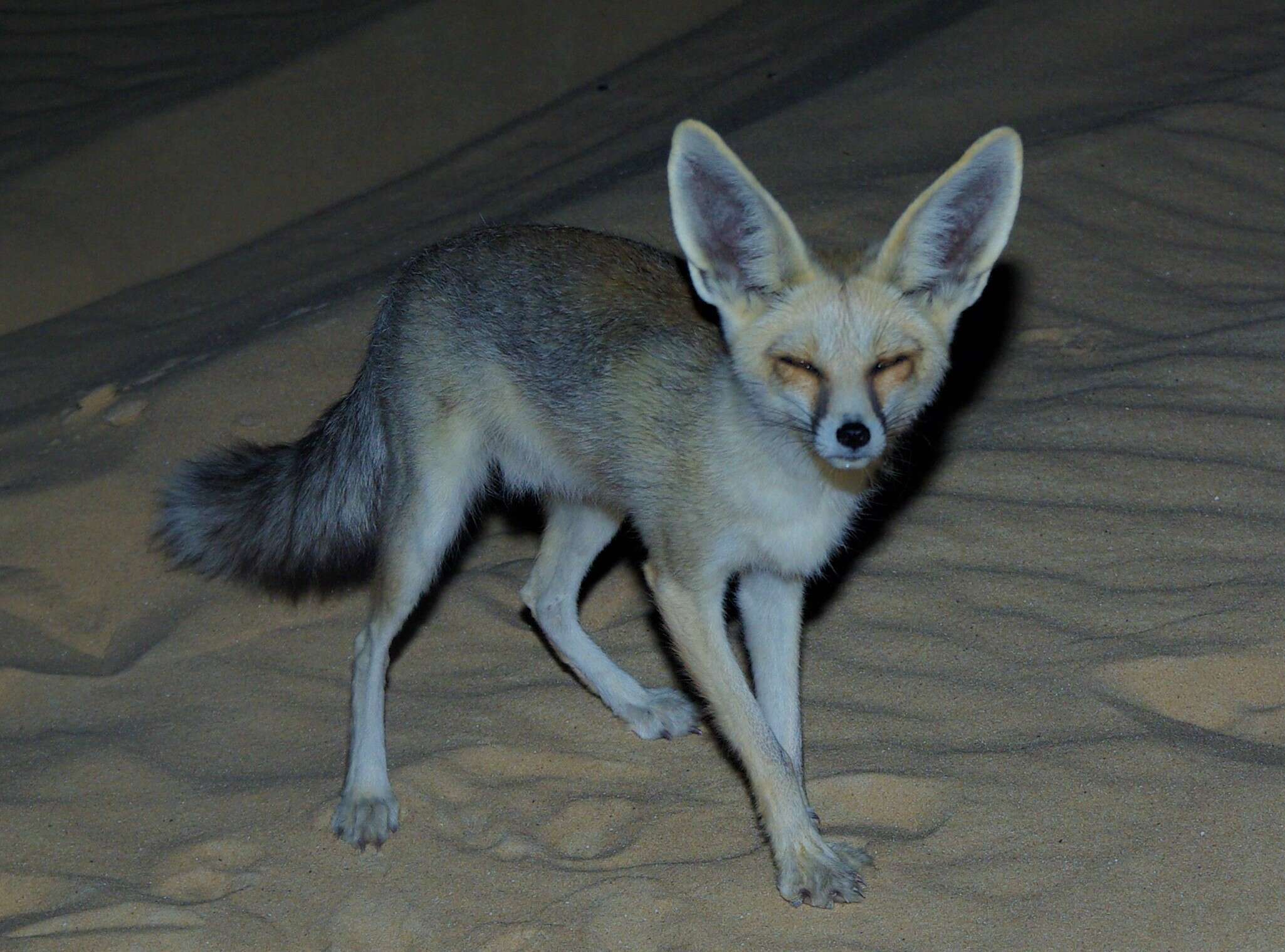 Image of Rüeppell's Fox