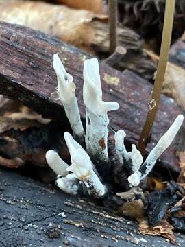 Image of Candle-snuff Fungus