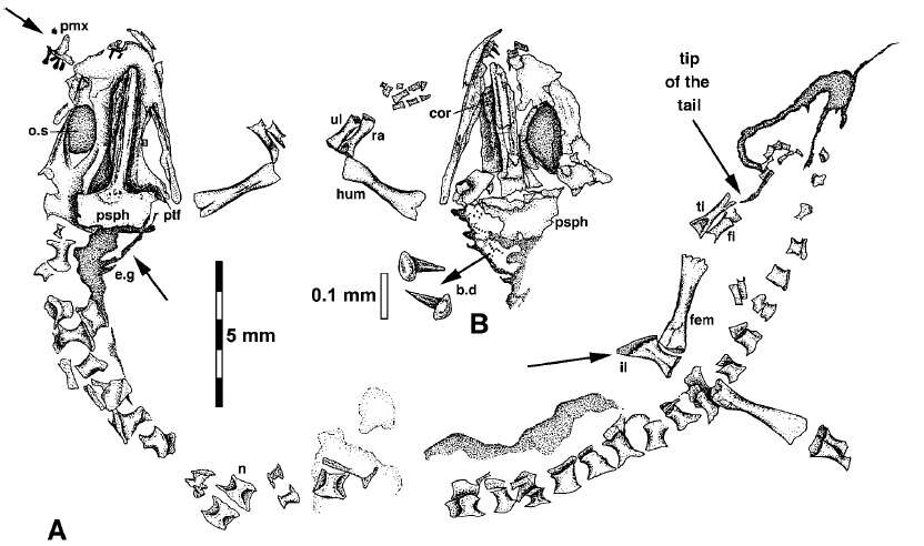 Image of Branchiosauridae