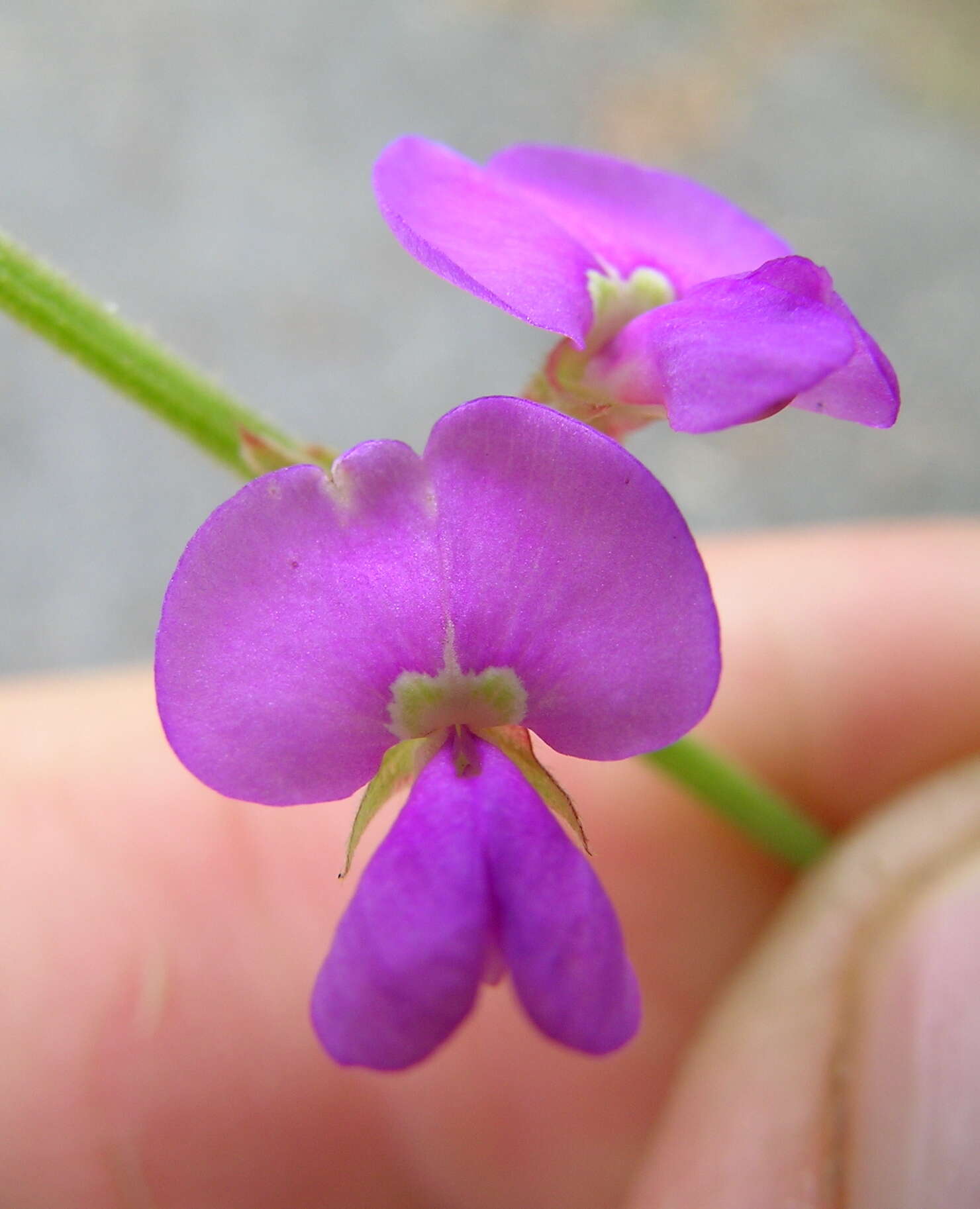 صورة Desmodium rhytidophyllum Benth.