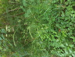 Image of bearded couch-grass