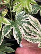 صورة Fatsia