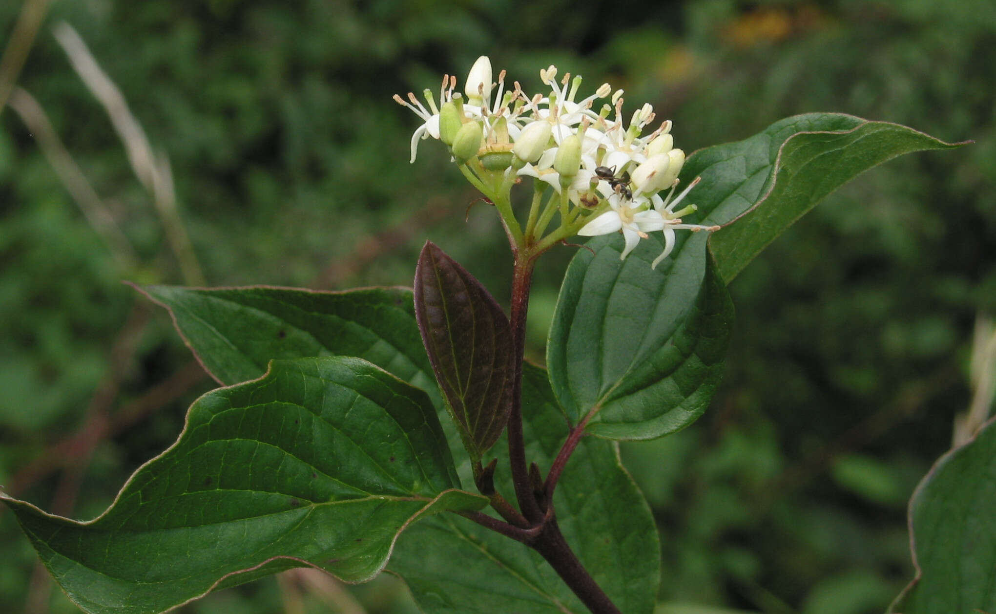 Image of bloodtwig dogwood