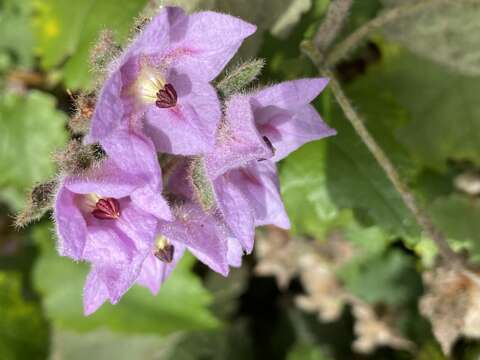 Image of Thomasia macrocarpa Hueg.