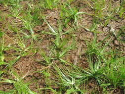 Image of Grass-Like Fimbristylis