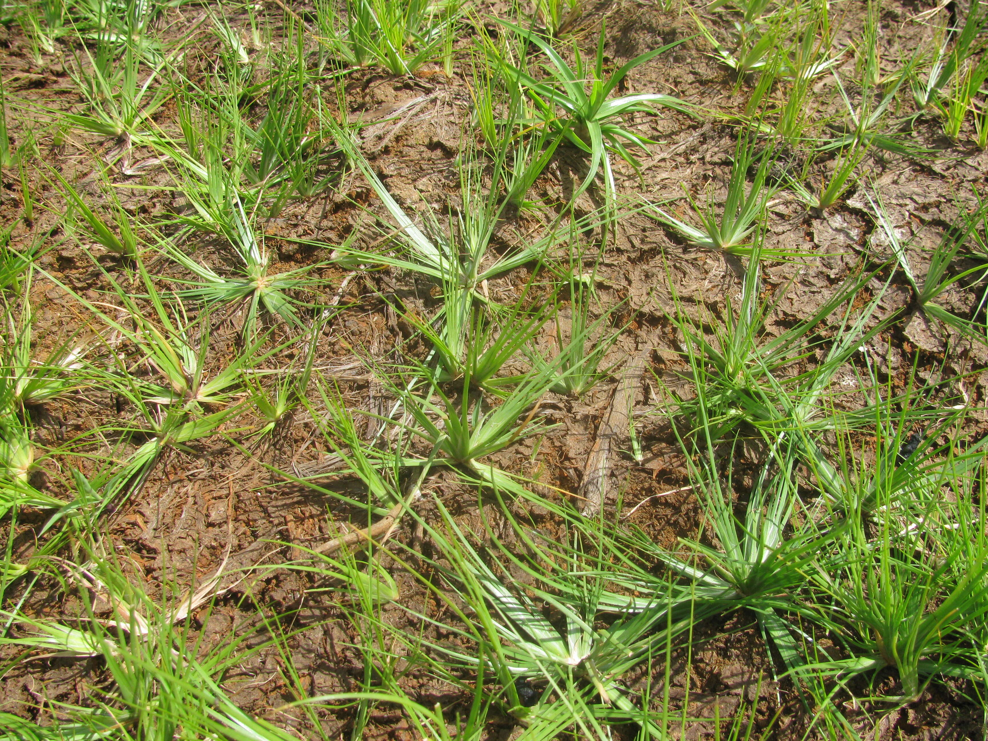 Image of Grass-Like Fimbristylis