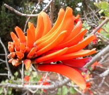 Image of Common Coral tree