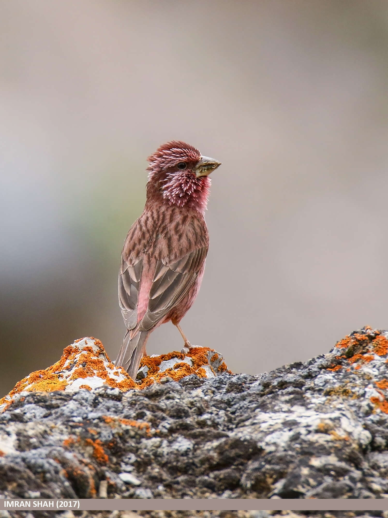 Plancia ëd Carpodacus rhodochlamys (Brandt & JF 1843)