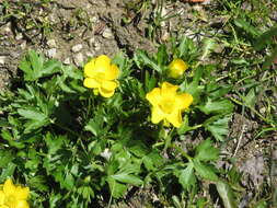 Image of Ranunculus montanus Willd.