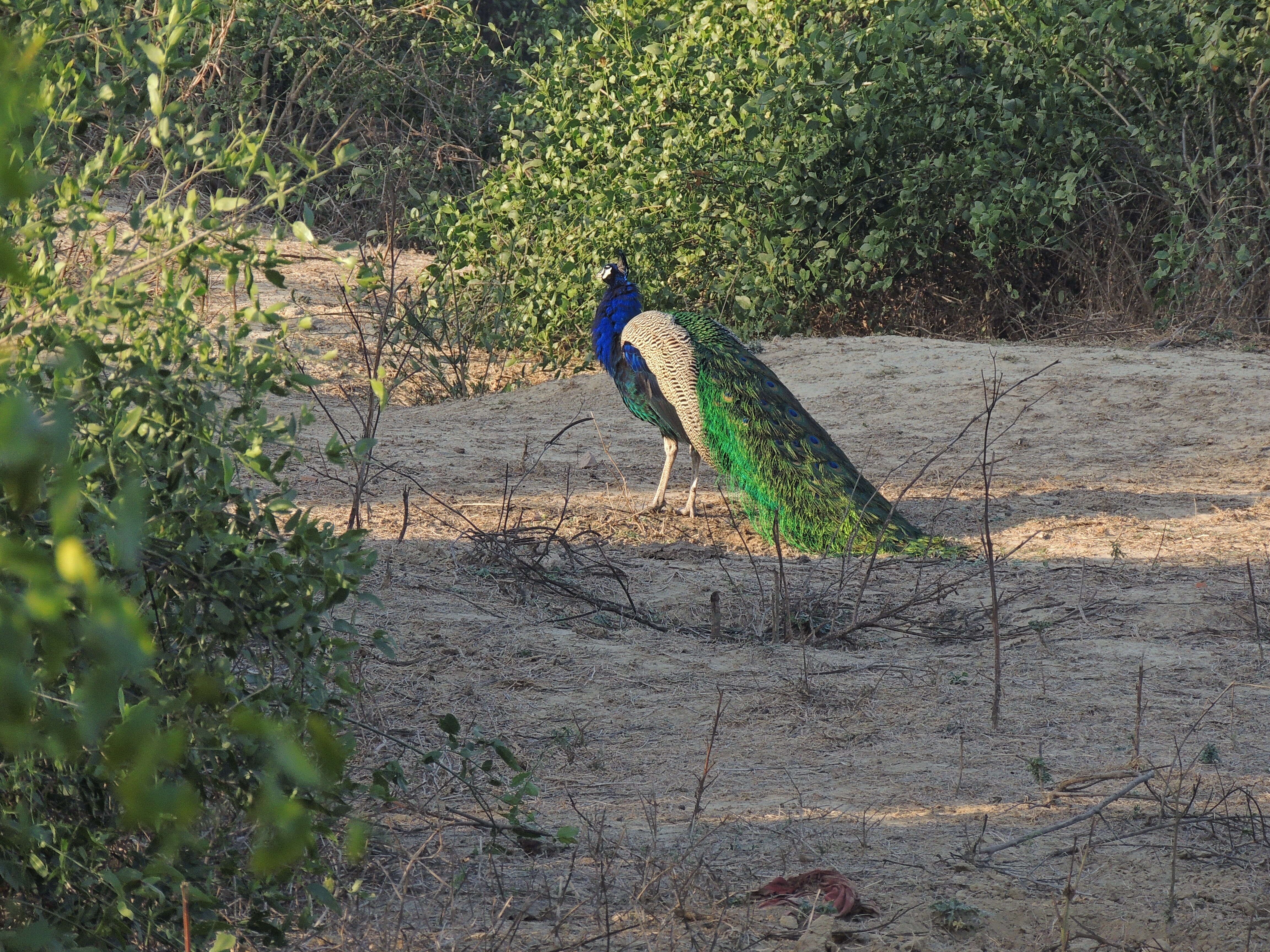 Image of Asiatic peafowl