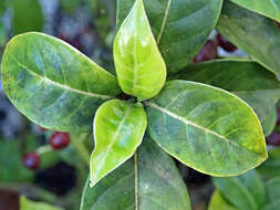 Plancia ëd Psychotria ligustrifolia (Northr.) Millsp.