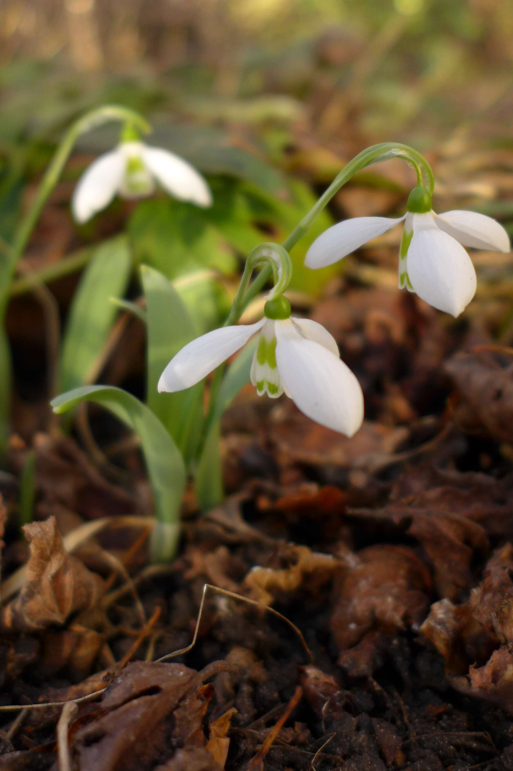 Image of giant snowdrop