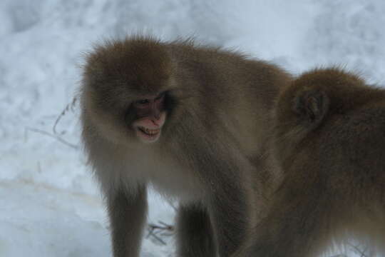 Image of Japanese Macaque