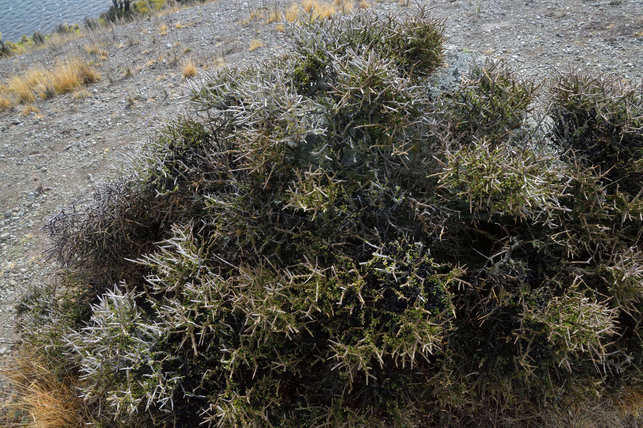 Image of Melicytus alpinus (Kirk) P. J. Garnock-Jones