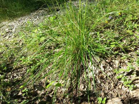 Image of Tufted Hair-grass