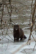 Image of American Mink