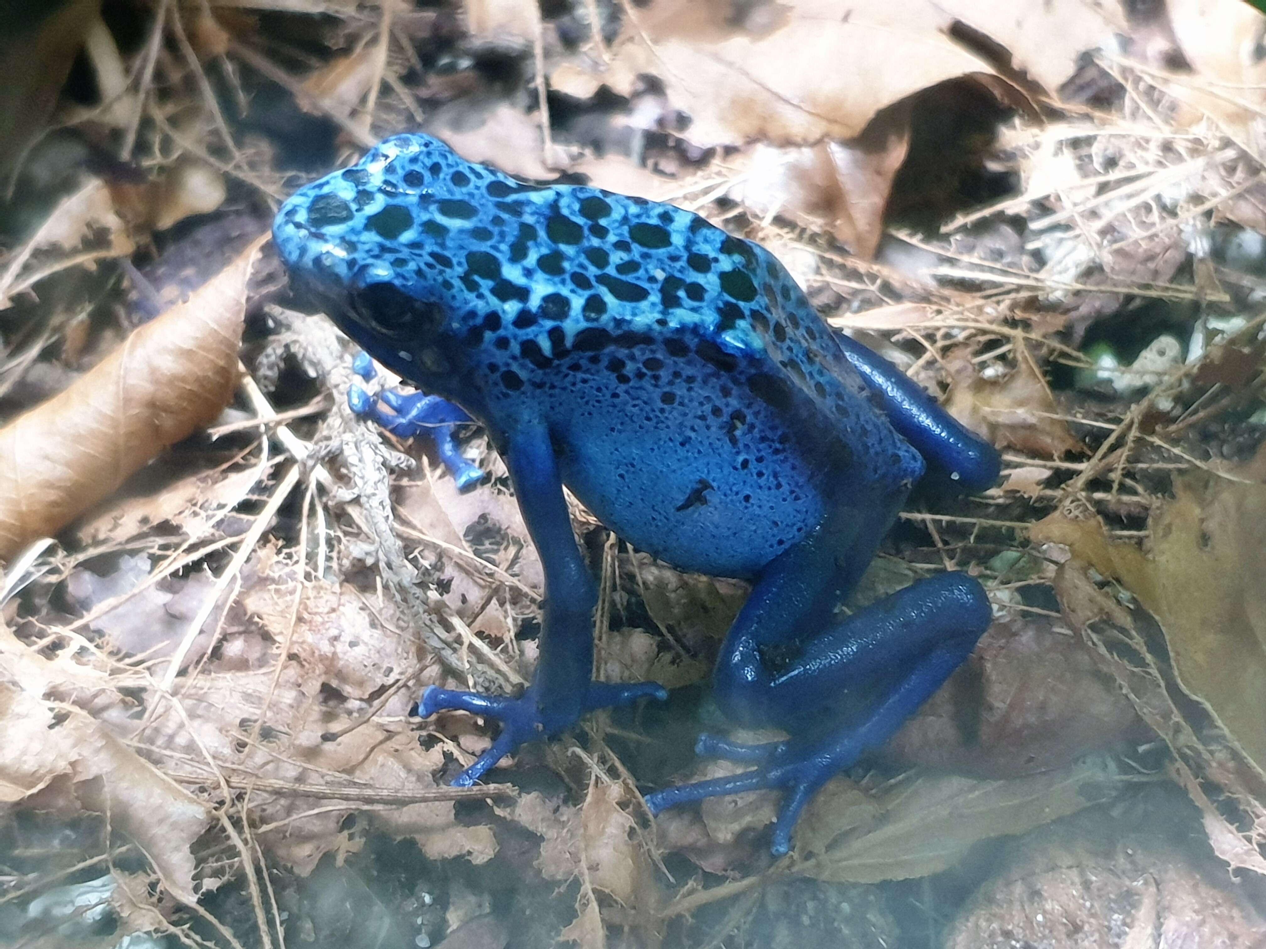 Image of Dendrobates azureus