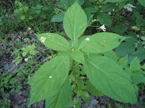 Image of small balsam