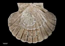 Image of New Zealand scallop