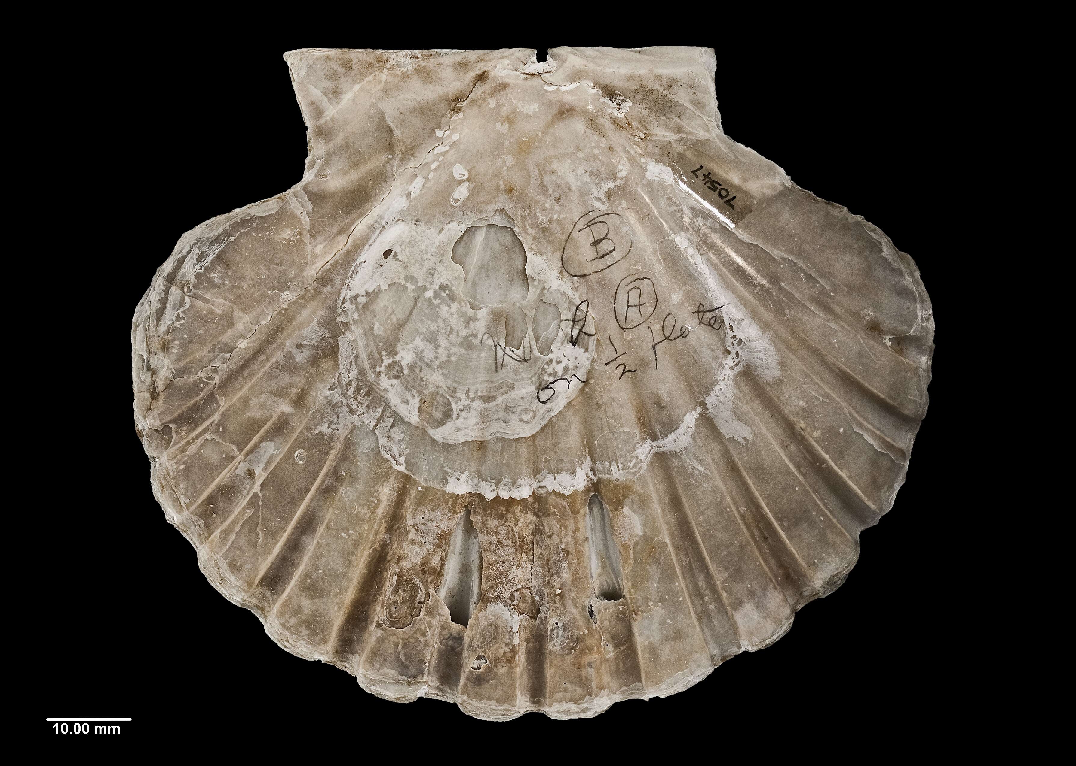 Image of New Zealand scallop