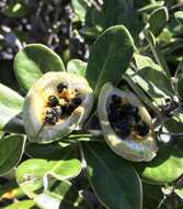 Image de Pittosporum crassifolium Banks & Sol. ex A. Cunningham