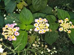 Image of lantana