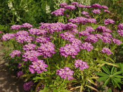 Plancia ëd Iberis umbellata L.