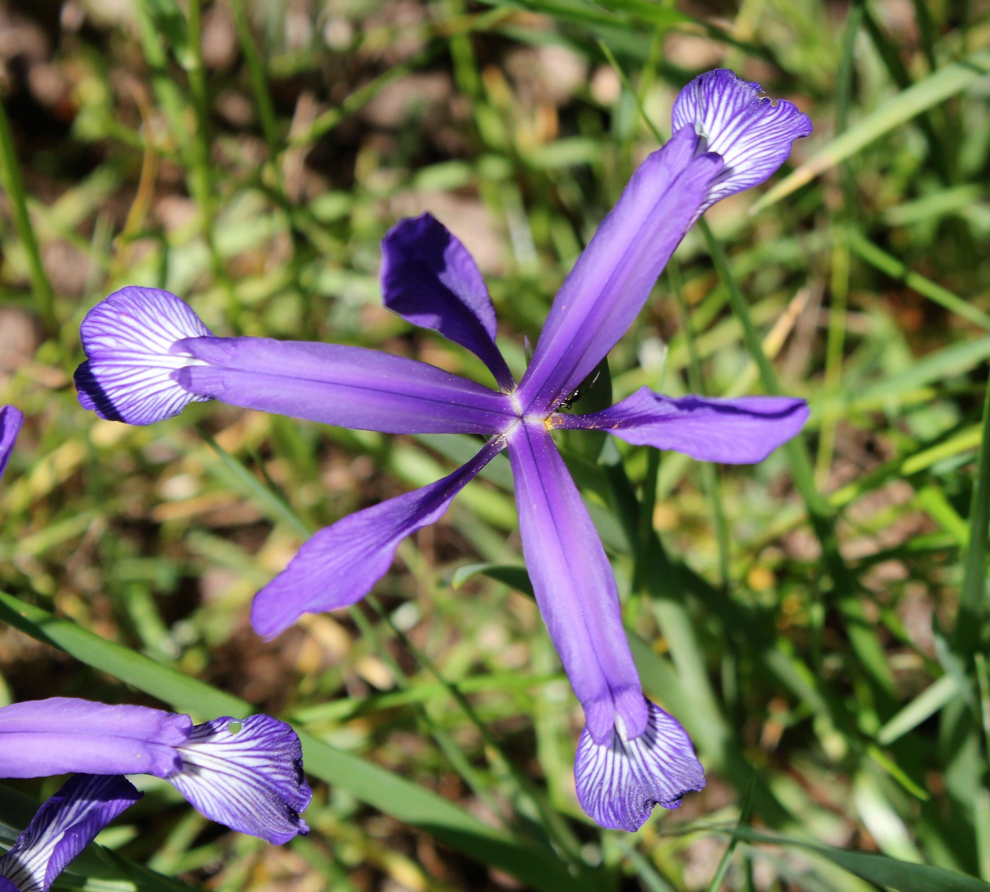 Image of Iris sintenisii Janka