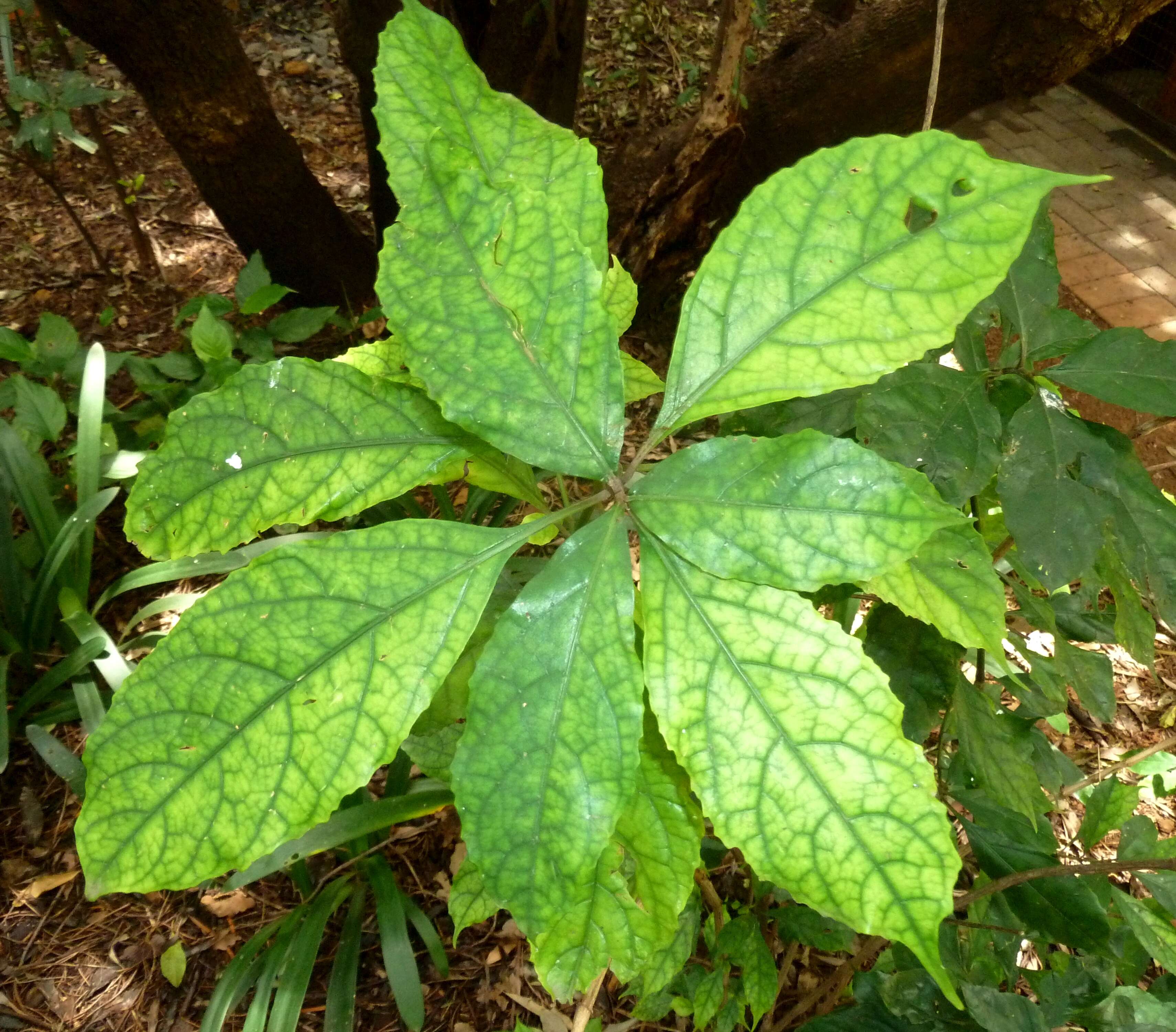 Image of River bells