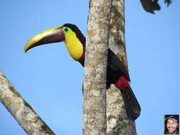 Image of Choco Toucan