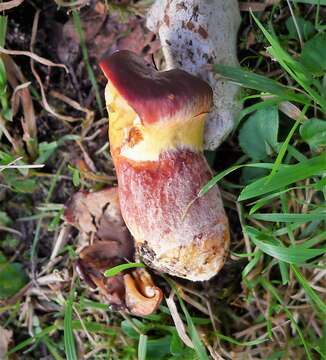 Image of Suillus grevillei (Klotzsch) Singer 1945