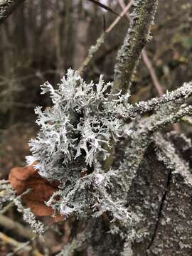 Image of ring lichen